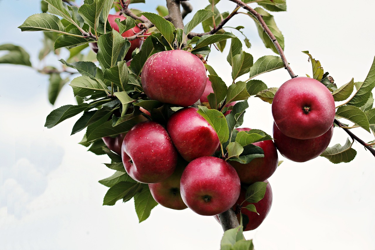 apples, red apple, ripe